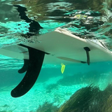 (11) NEW 10’6 Tahe BREEZE PERFORMER AT Ace-Tec Surf Stand Up Paddleboards SUP FLEET For Sale | FREE SHIPPING!